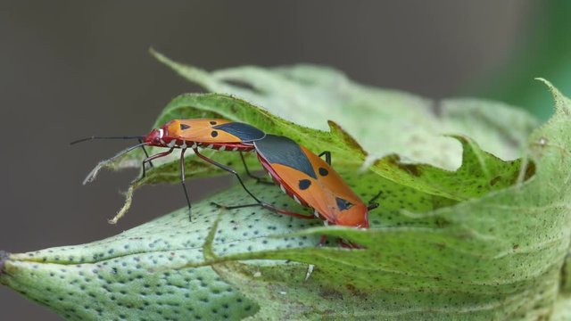 cotton stainers are mating on the flower bud