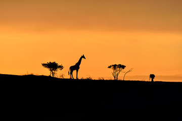 Trees, giraffe and male photographer silhouette on a hill at sunrise