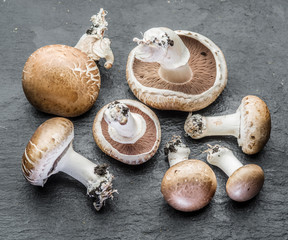 Champignon mushrooms on the gray background.