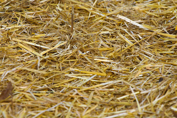 Dry yellow straw grass background texture after havest