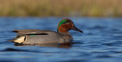Eurasian Teal - Anas crecca