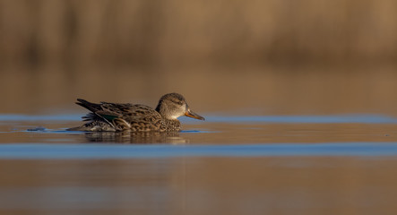 Eurasian Teal - Anas crecca