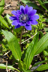 Anemone coronaria ou an&eacute;mone couronn&eacute;e violet