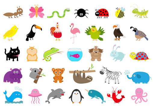 Zoo pet wild animal set. Cute character. Ant, butterfly, spider, ladybug, bee, jaguar, toucan, dog, hippopotamus, elephant, sloth, koala, flamingo, cat, fish, zebra. Flat design. White background.