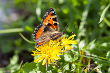 Kleiner Fuchs