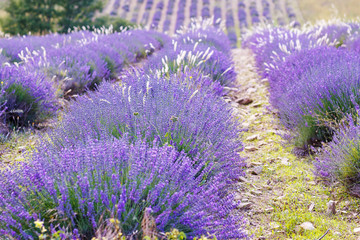 Lavender fields near Valensole in Provence, France.