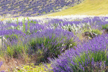 Fototapeta premium Lavender fields near Valensole in Provence, France.