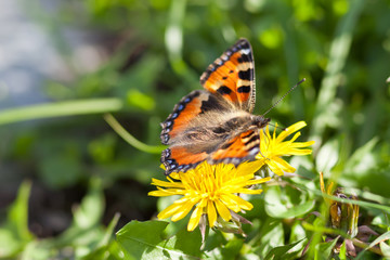 Kleiner Fuchs