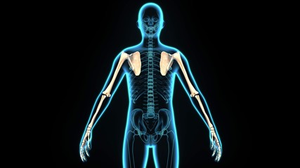 3D Illustration of Human Skeleton Scapula With Humerus Bone.

