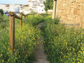 Wild flowers on country path