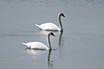 schwanenpärchen