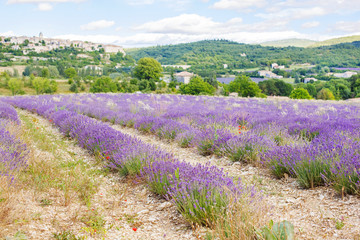 Obraz premium Lavender fields near Valensole in Provence, France.