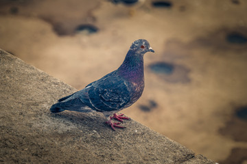 Close-Up Of Pigeon standing on stone.