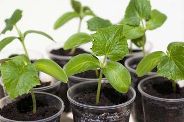 Cucumber seedlings in small plastic cups