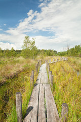 wooden path on swamp in summer