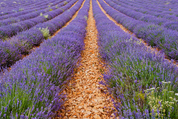 Lavender fields near Valensole in Provence, France.