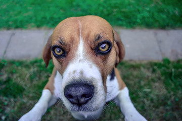 Hund