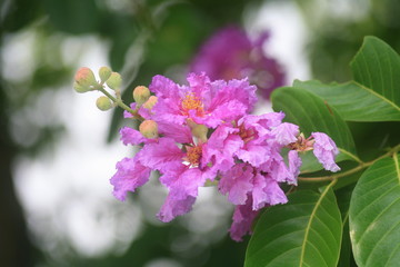 Pink flower : tropical  flower