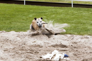 Greyhound finishing in the sand
