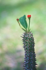 Crown of thorns flower : Desert  plants : Plants that grow in arid conditions