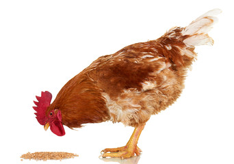 Rooster on white background, isolated object, live chicken, one closeup farm animal