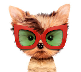 Obraz premium Adorable puppy with sunglasses, isolated on white.