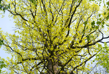 Fototapeta premium frische junge Blätter an einem alten starken Baum