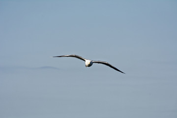 mouette vol face
