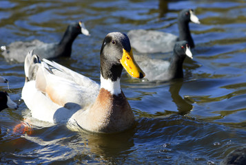 Fototapeta premium Big duck and American Coots swimming in a pond