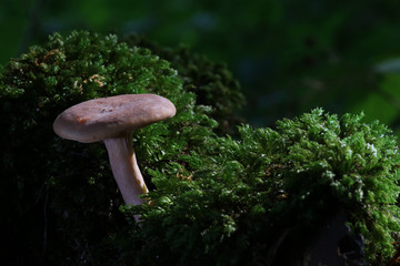 Obraz premium Pilze im Wald