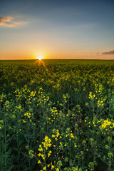 Fototapeta premium Rapeseed field at sunset