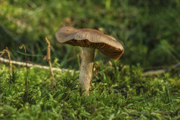Fototapeta na wymiar Pilze im Wald