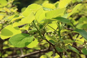 キウィの花、キウィの若葉