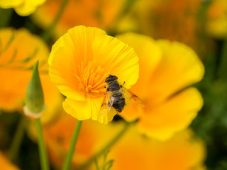Hoverfly on yellow flower