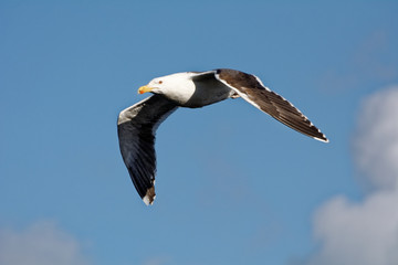 mouette vol profil