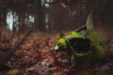 the skull of a dead animal in the woods,