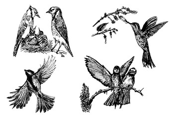 Set of four isolated bird figures,hand drawn sketch vector illustration