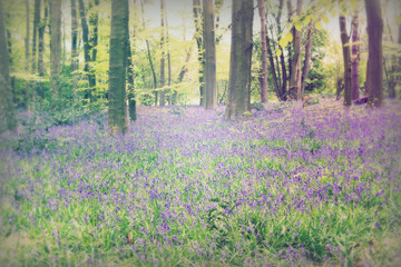 Fototapeta na wymiar Bluebells growing on an english woodland floor