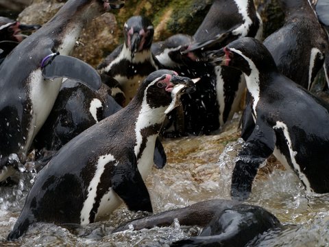 Gefangen! Pinguin mit Fisch im Schnabel