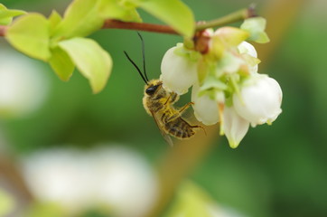 ブルーベリーの花とヒゲナガバチ