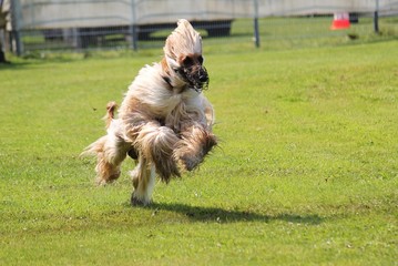 rennender afghanischer windhund rennt auf der rennbahn