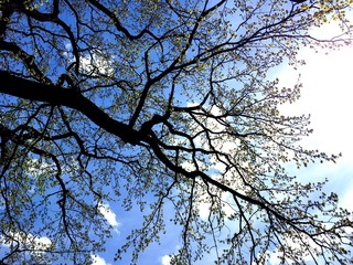 Eiche im Frühling