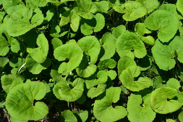 自生している蕗