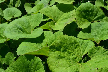 自生している蕗