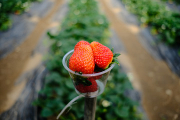 Soft Focus Strawberry in plastic cup in a park.- (Selective focus)