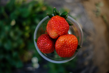 Soft Focus Strawberry in plastic cup in a park.- (Selective focus)