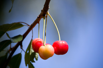 Ciliegie da mangiare