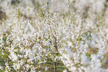 Blossoming cherry orchard in spring time