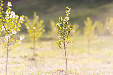 Blossoming cherry orchard in spring time