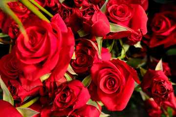 Close up Natural red roses background.(Selective focus)